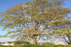 Holoptelea integrifolia